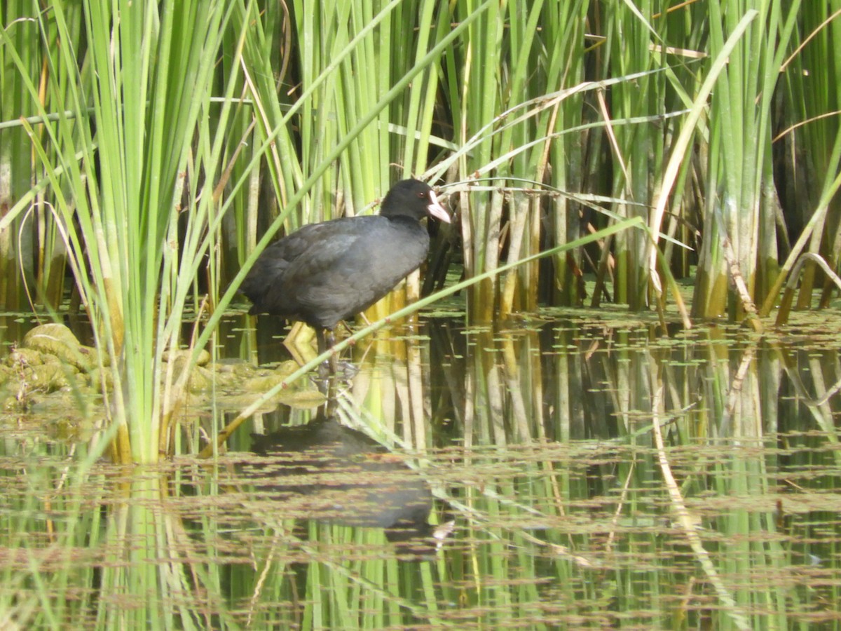 Kopetazuri arrunta - ML118503331