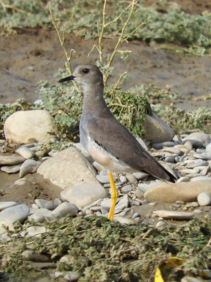 Hegabera buztanzuria - ML118503491