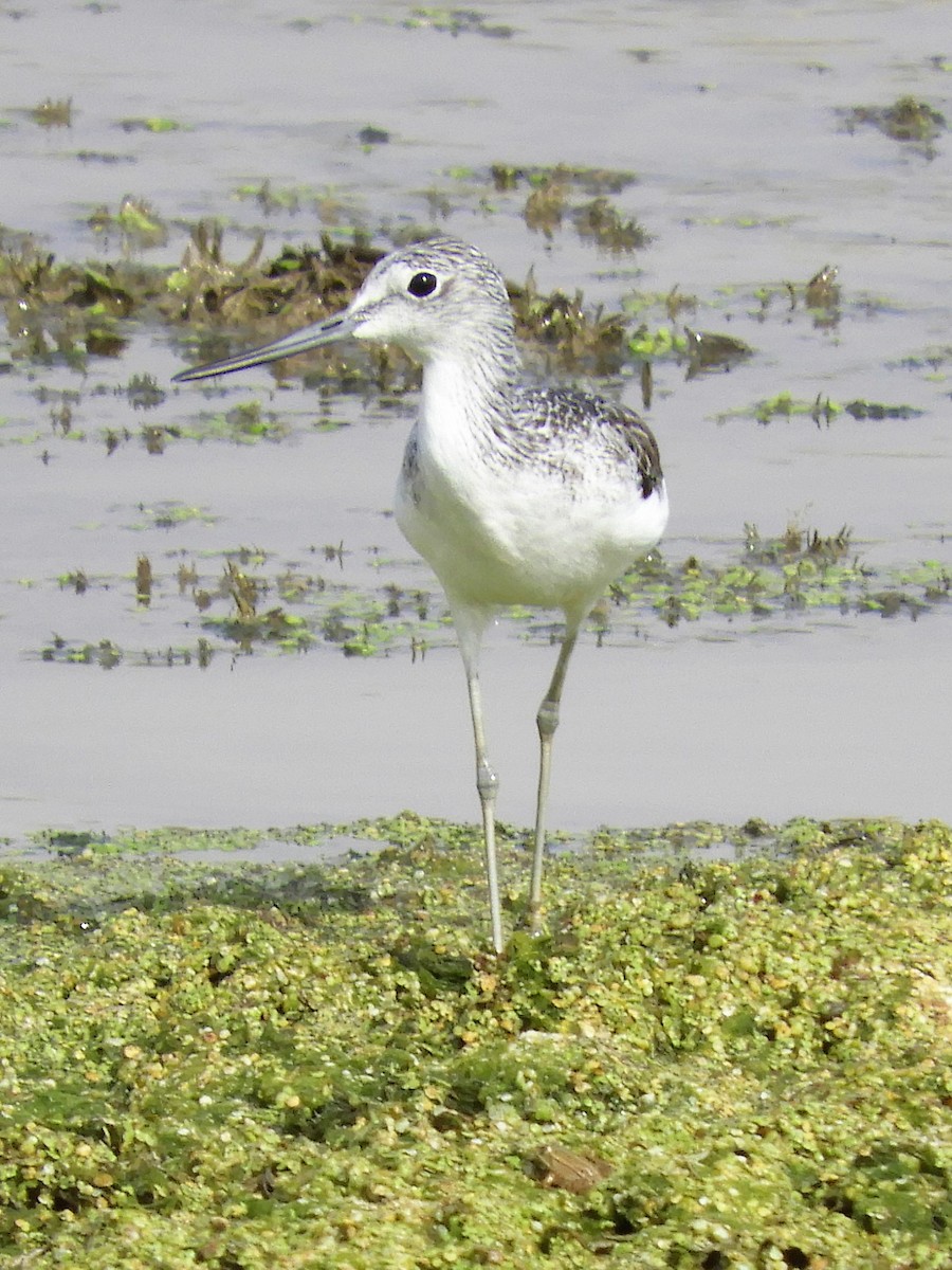 Kuliska zuria - ML118503541