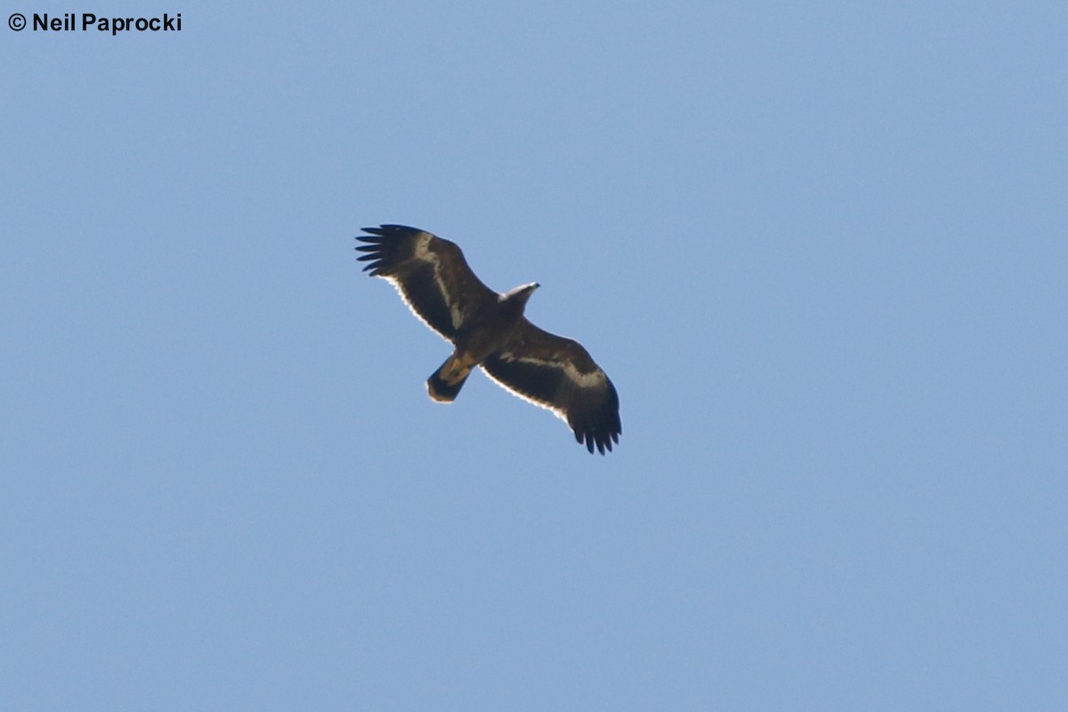 Steppe Eagle - ML118503551