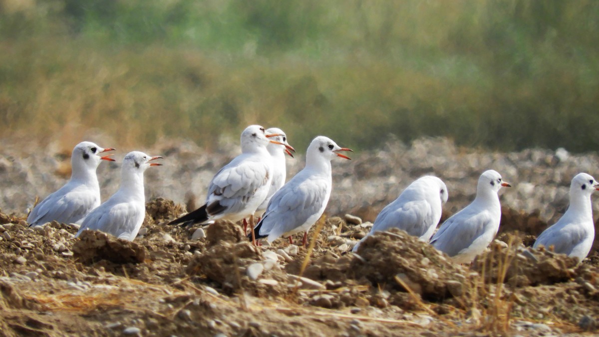 Antxeta mokozorrotza - ML118503581