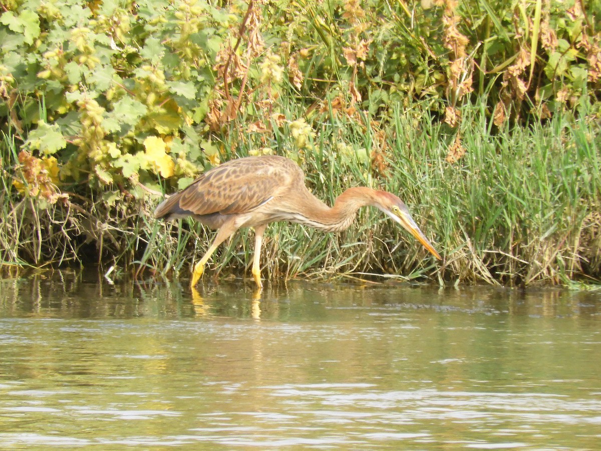 Koartza gorria - ML118503611