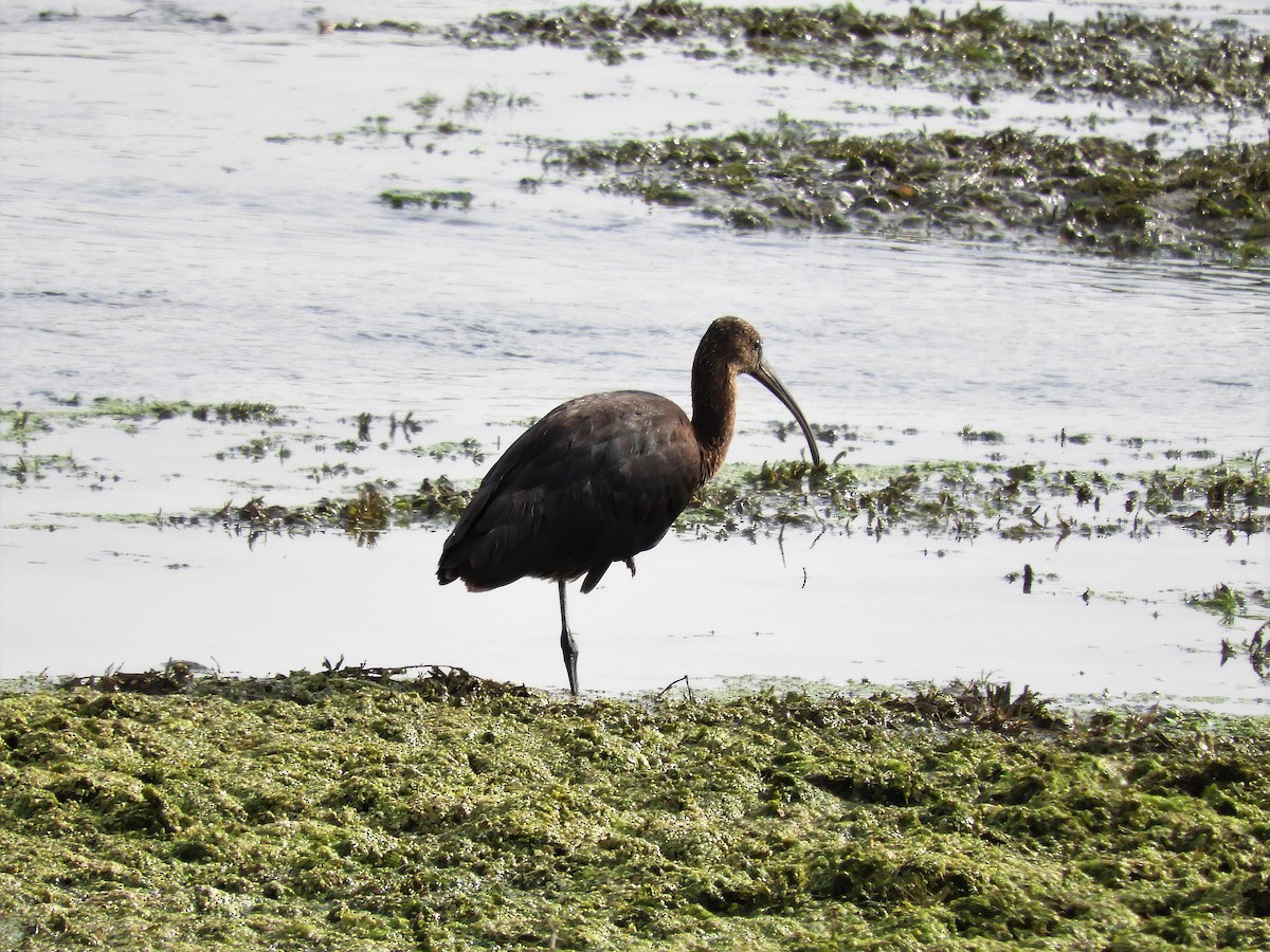 Beltzaran arrunta - ML118503661