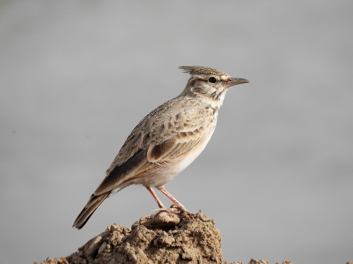 Kutturlio arrunta - ML118503711