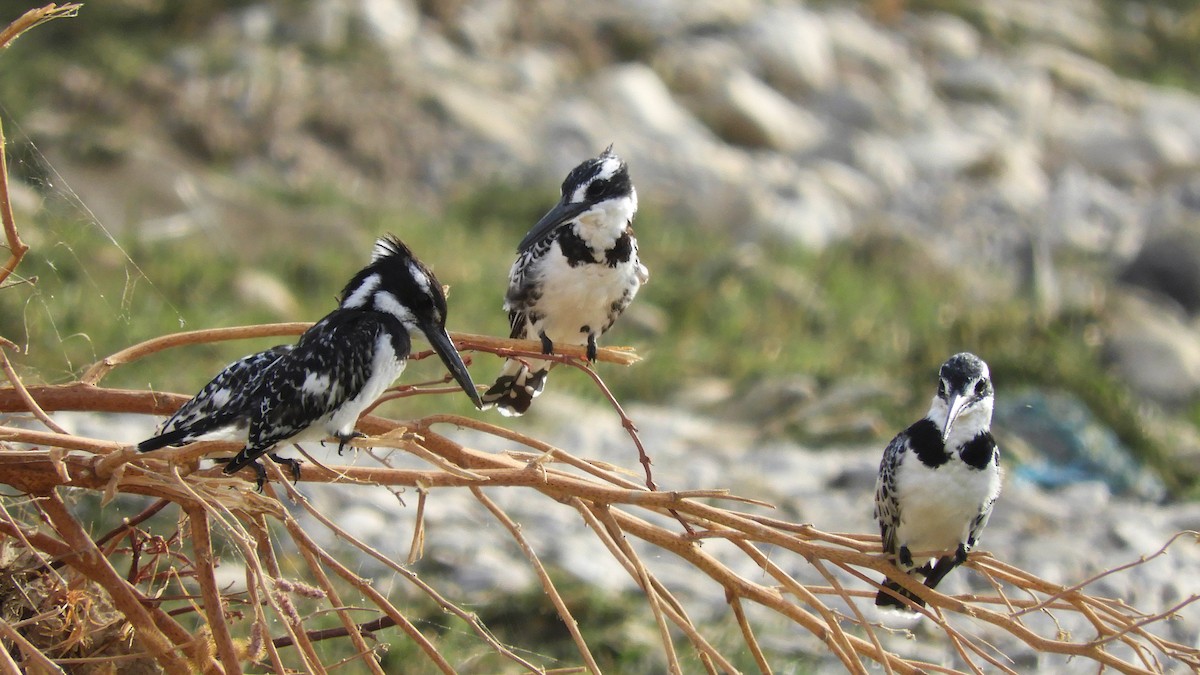 Pied Kingfisher - ML118503731