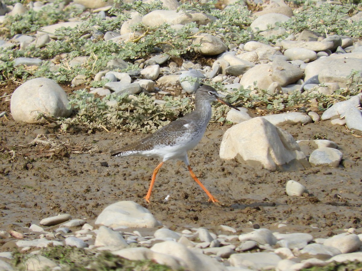 Bernagorri arrunta - ML118503741