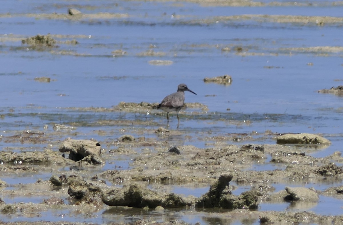 Wanderwasserläufer - ML118503861