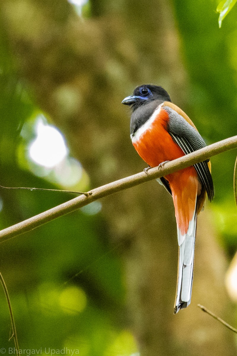 Malabar Trogon - ML118505441