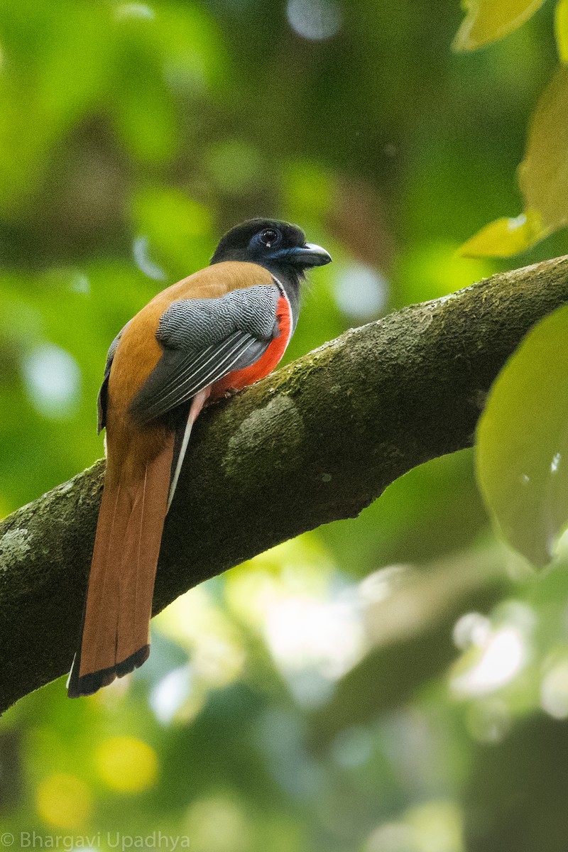 Malabar Trogon - ML118505451
