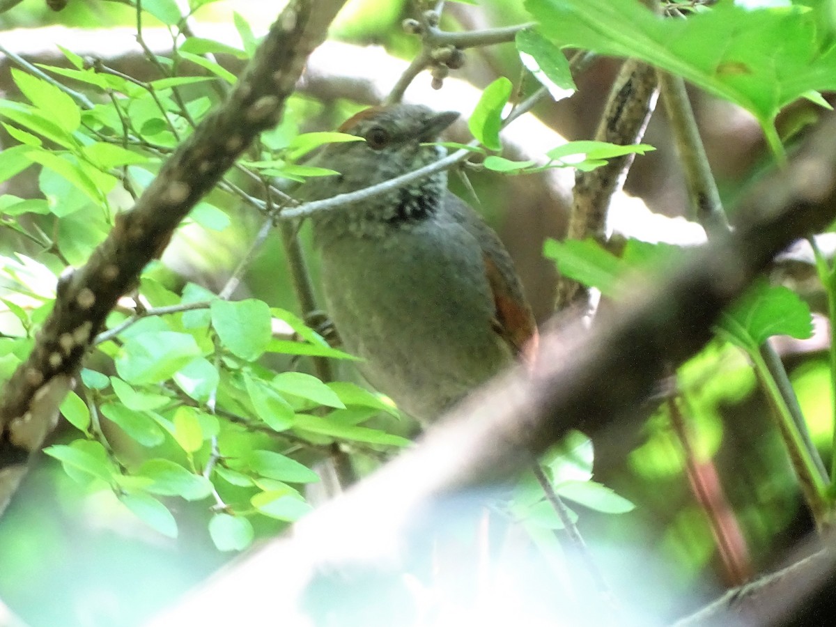 Sooty-fronted Spinetail - ML118506911