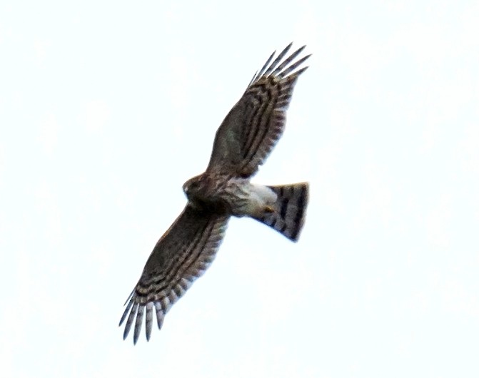 Sharp-shinned Hawk - Jack and Shirley Foreman