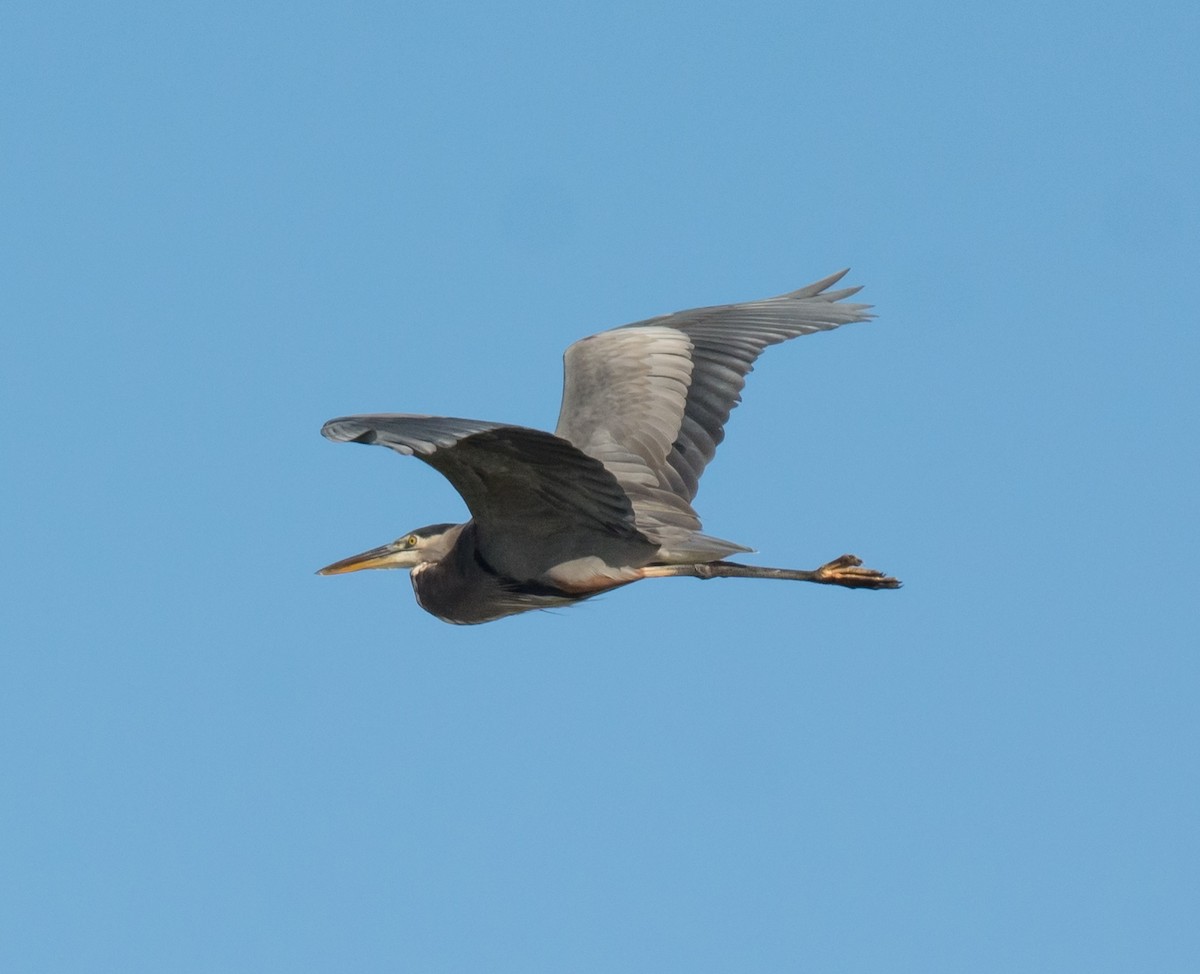 Great Blue Heron (Great Blue) - Jack and Shirley Foreman