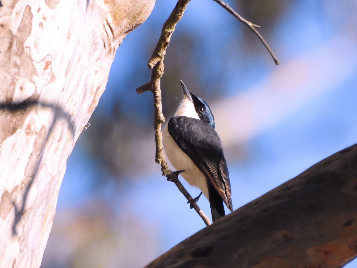 Restless Flycatcher - ML118510031