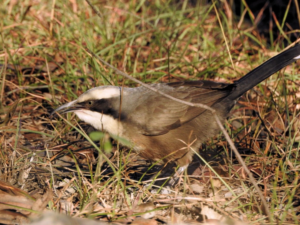 Gray-crowned Babbler - Tim Norris