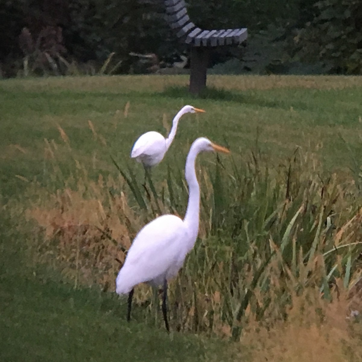 Great Egret - ML118510731