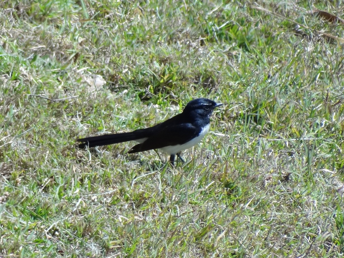 Willie-wagtail - Jeffrey Roth