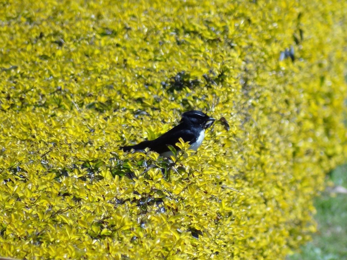 gallaviftestjert - ML118513351