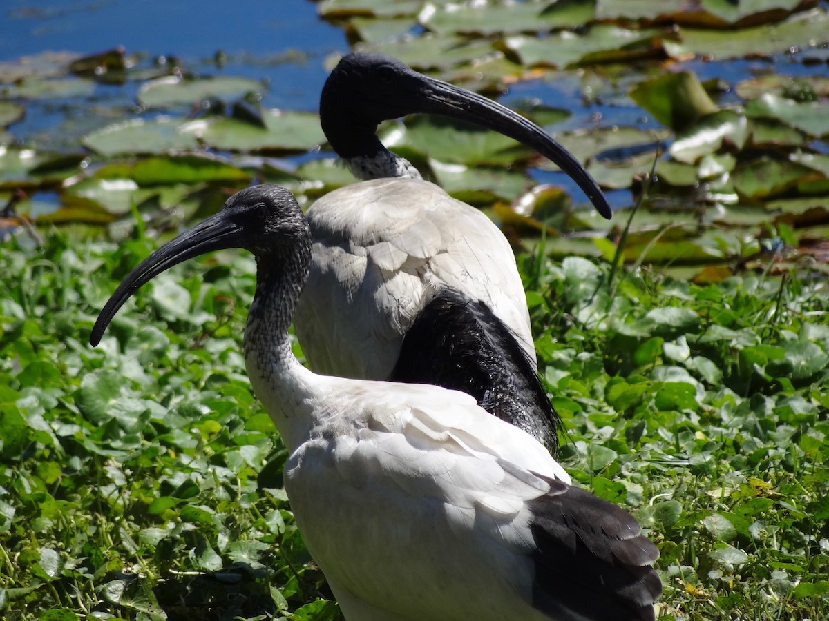 Australian Ibis - ML118513381