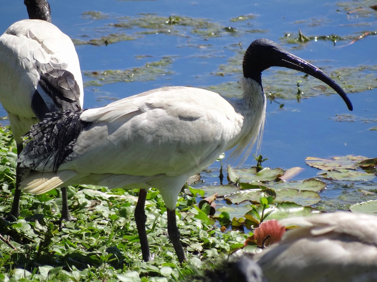 Australian Ibis - ML118513401