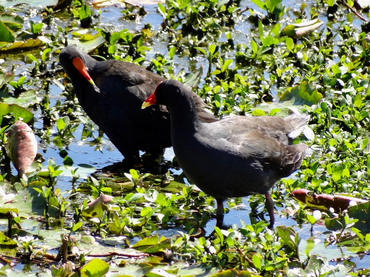 australsivhøne - ML118513451