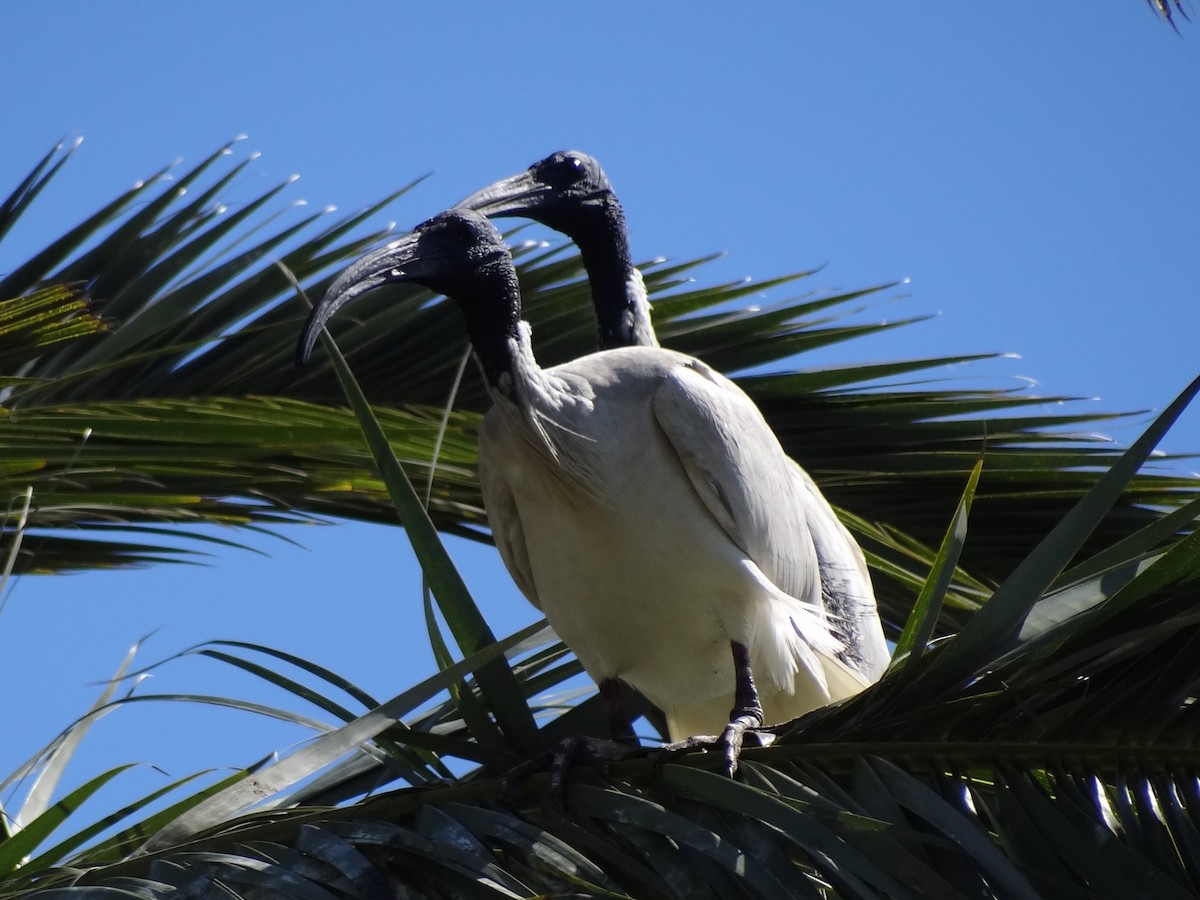 Australian Ibis - ML118513591