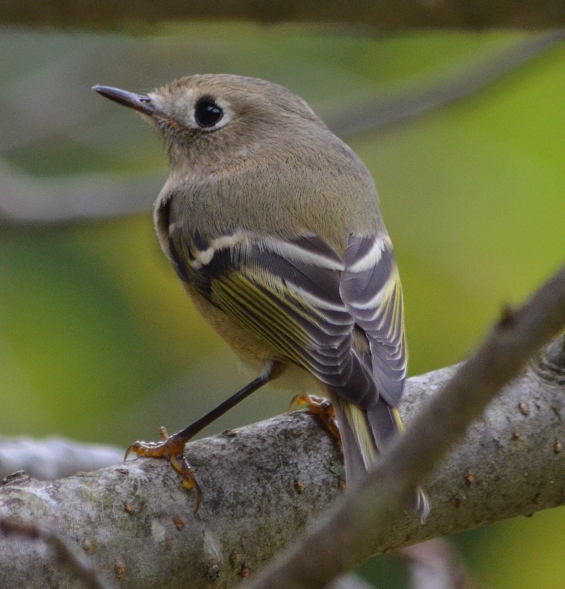 Ruby-crowned Kinglet - ML118513791