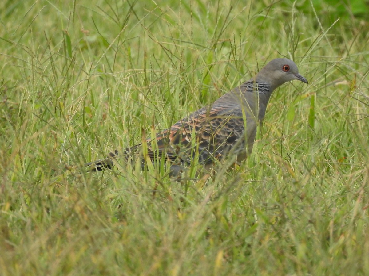 金背鳩 - ML118515921