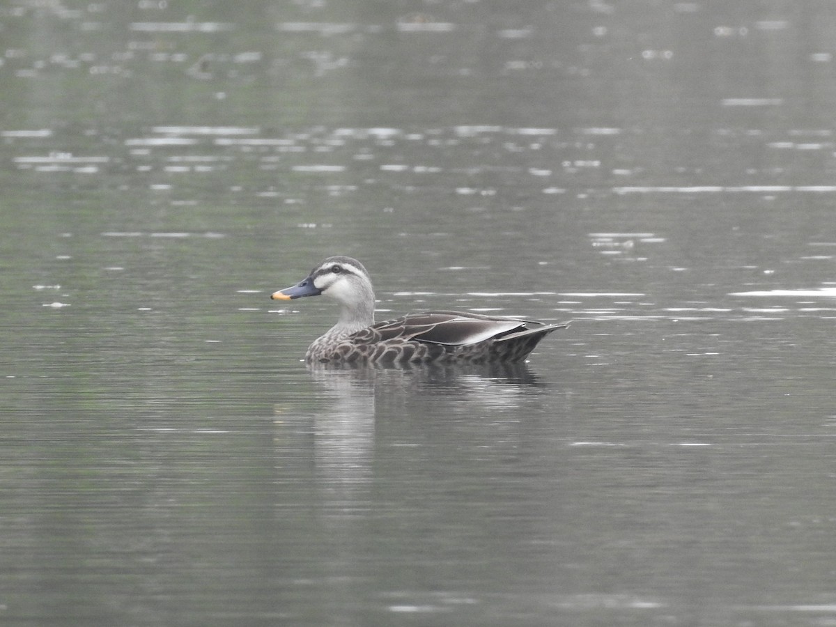 Canard de Chine - ML118516041