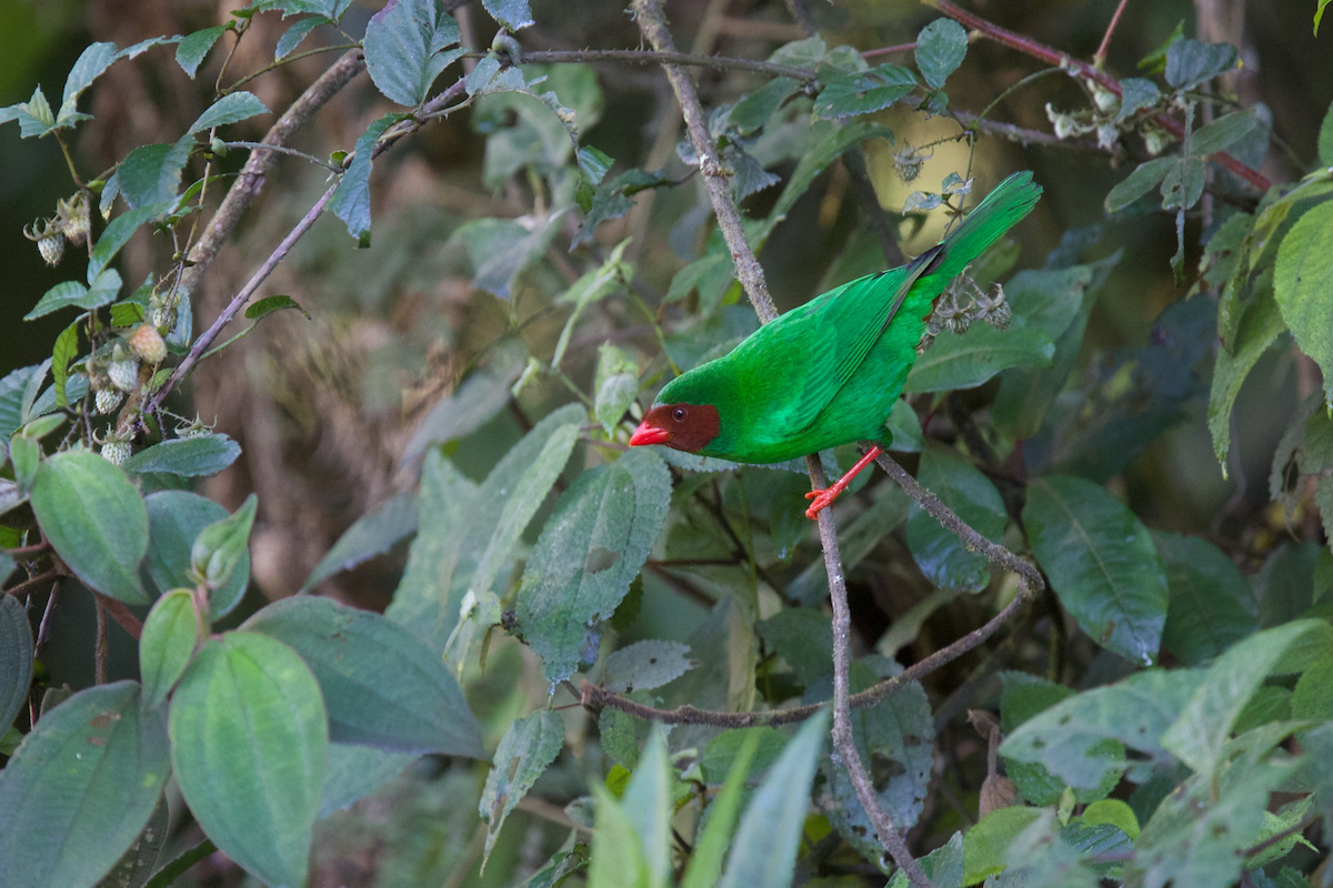 Grass-green Tanager - Robert Tizard