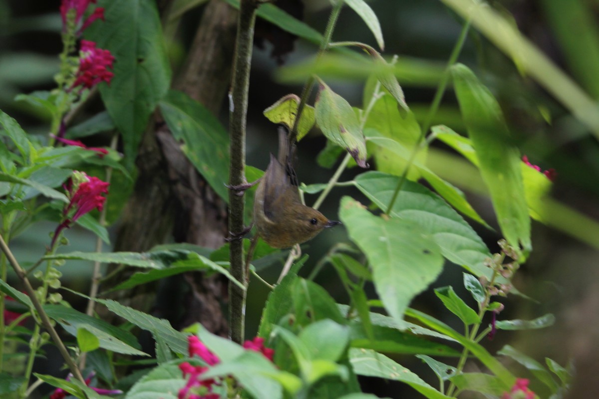 White-sided Flowerpiercer - ML118518701