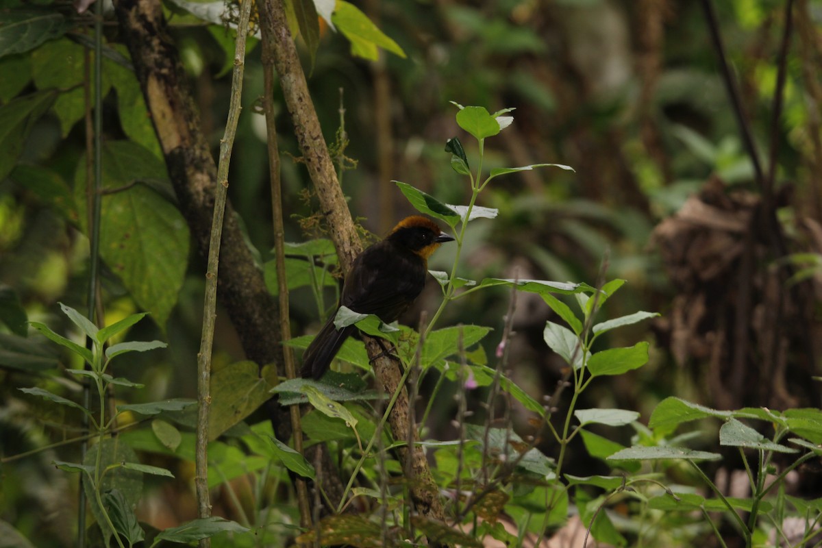 Tricolored Brushfinch (Choco) - Robert Gowan