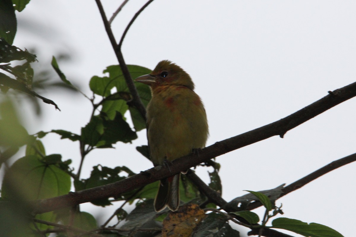 Summer Tanager - ML118519011