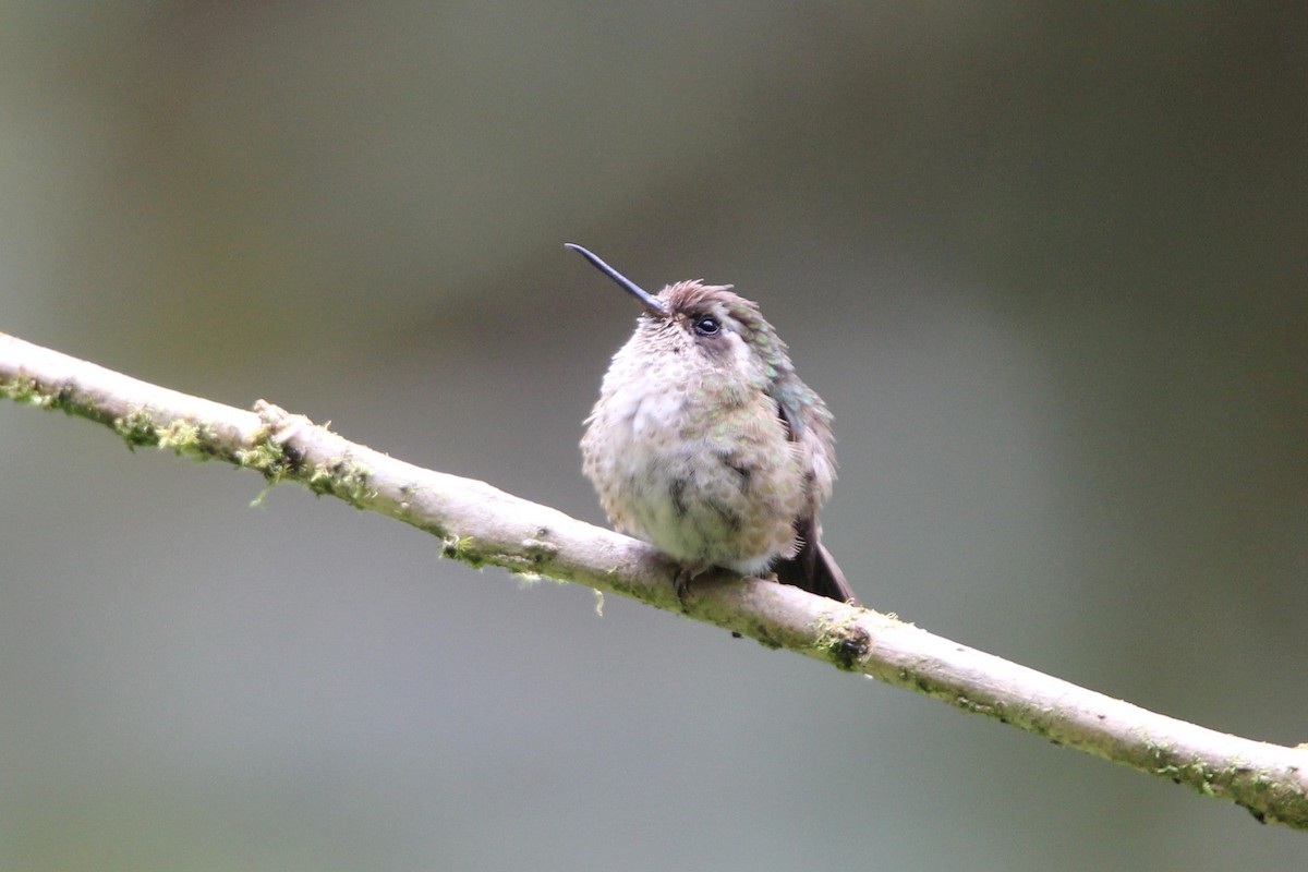 Colibri moucheté - ML118519061