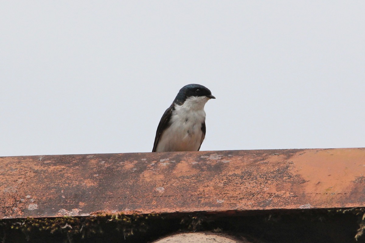 Blue-and-white Swallow (cyanoleuca) - ML118519441