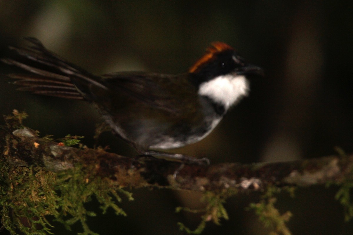 Chestnut-capped Brushfinch (Chestnut-capped) - ML118519741