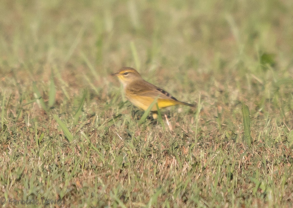 Palm Warbler - ML118520051