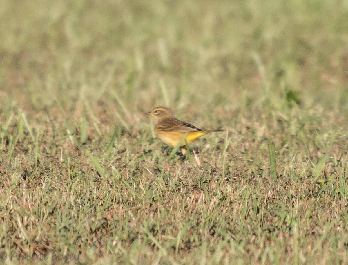 Palm Warbler - ML118520061