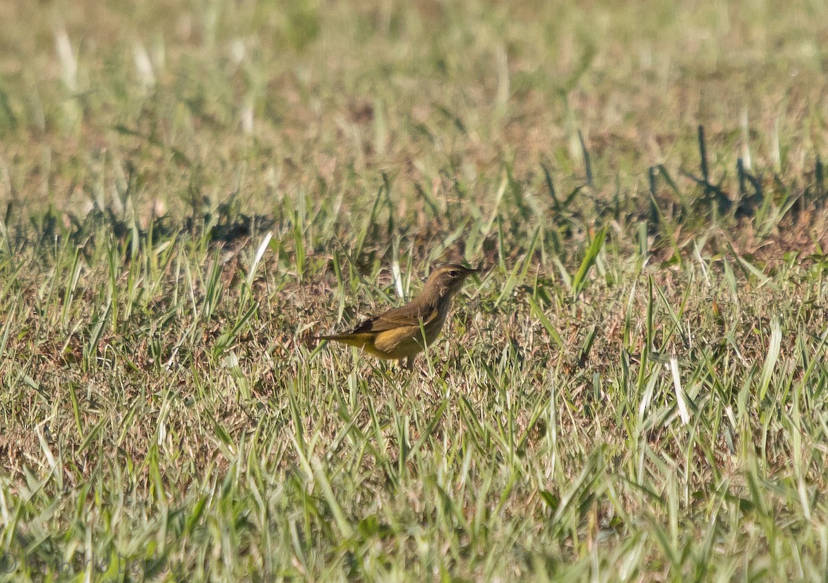 Palm Warbler - ML118520071