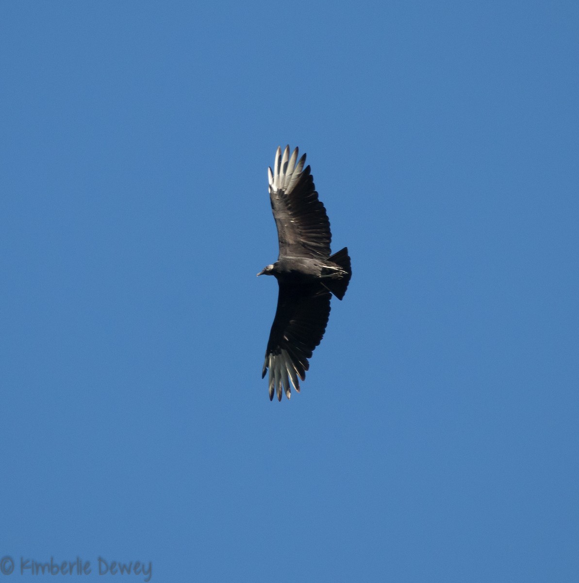 Black Vulture - ML118520141