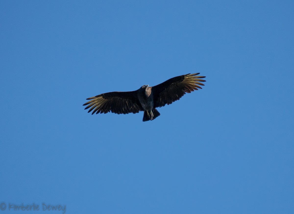 Black Vulture - ML118520181