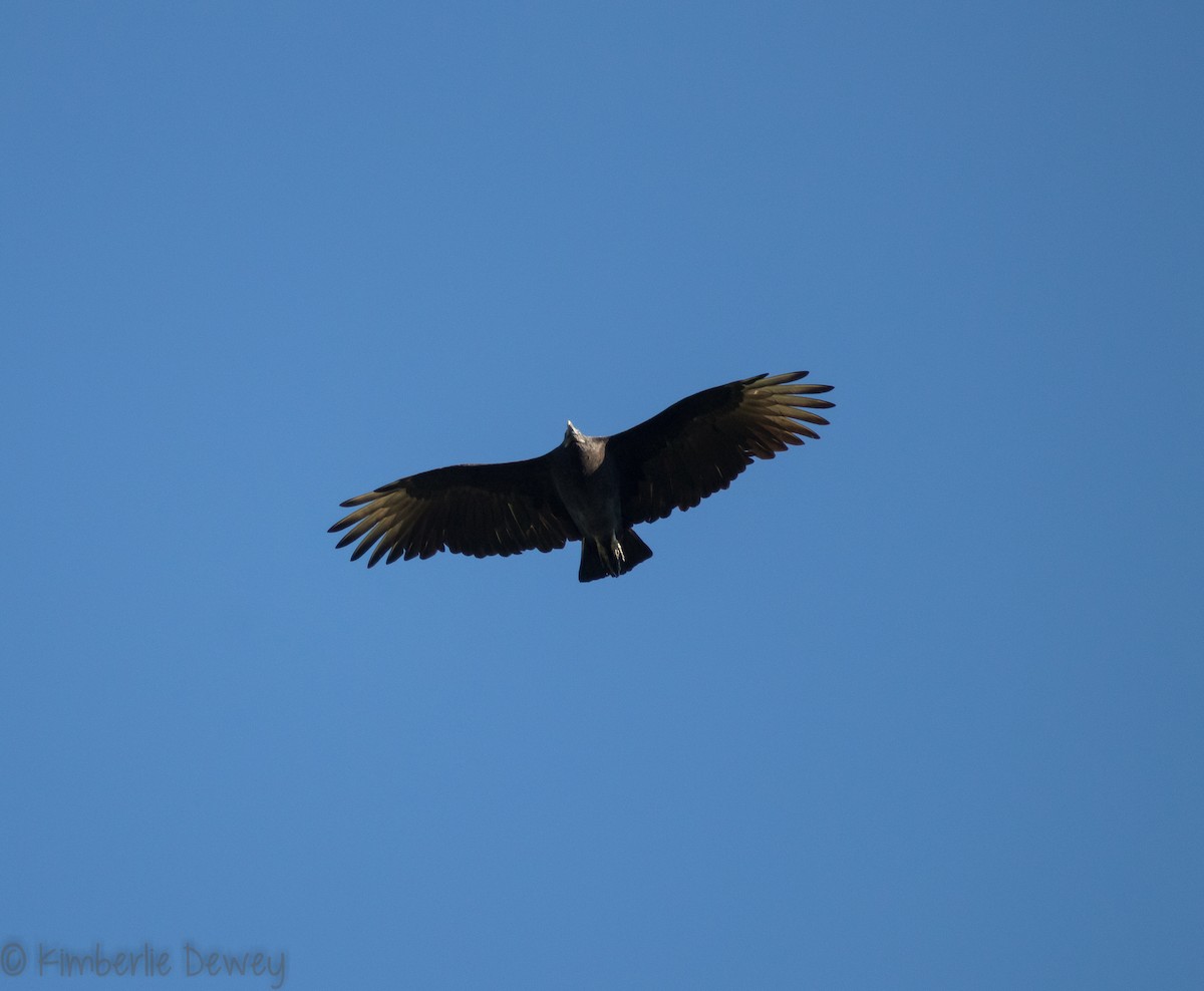 Black Vulture - ML118520221