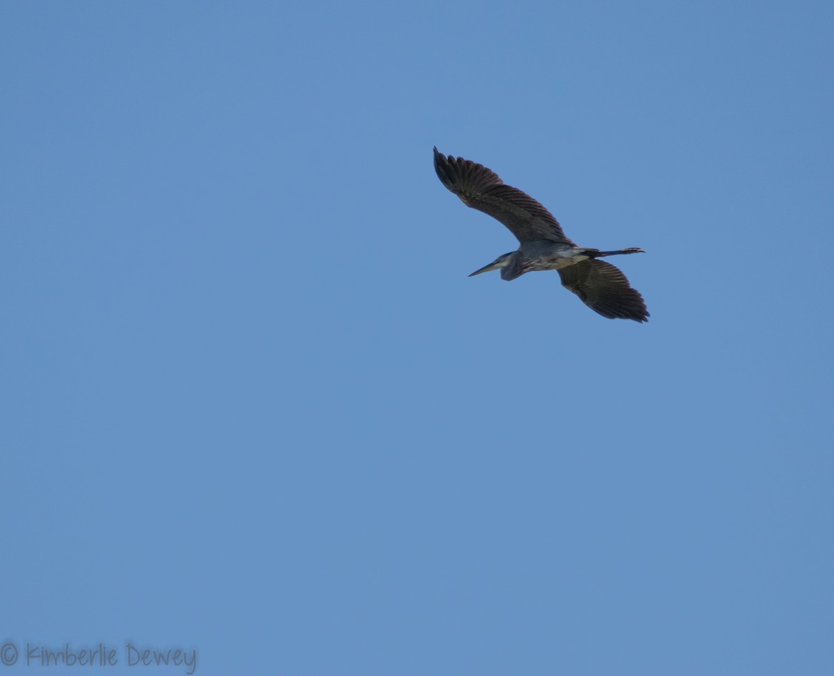 Great Blue Heron - ML118520241