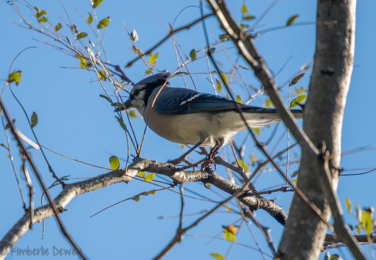 Blue Jay - ML118520261