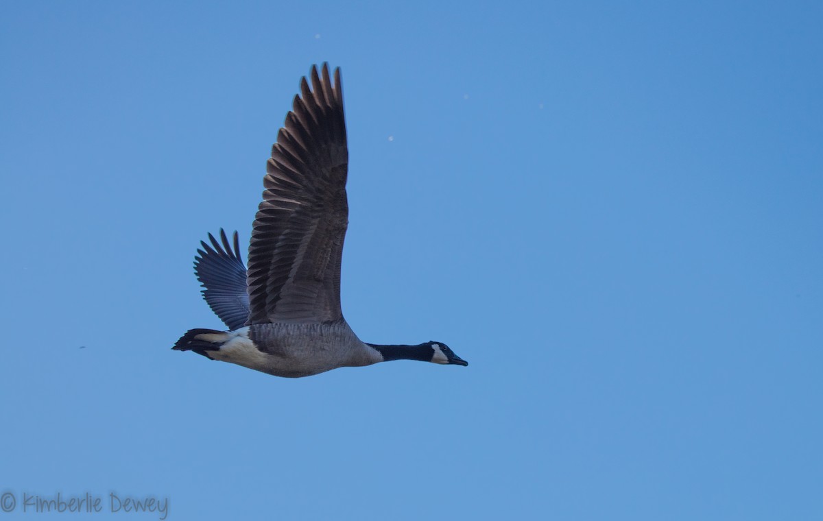Canada Goose - ML118520281