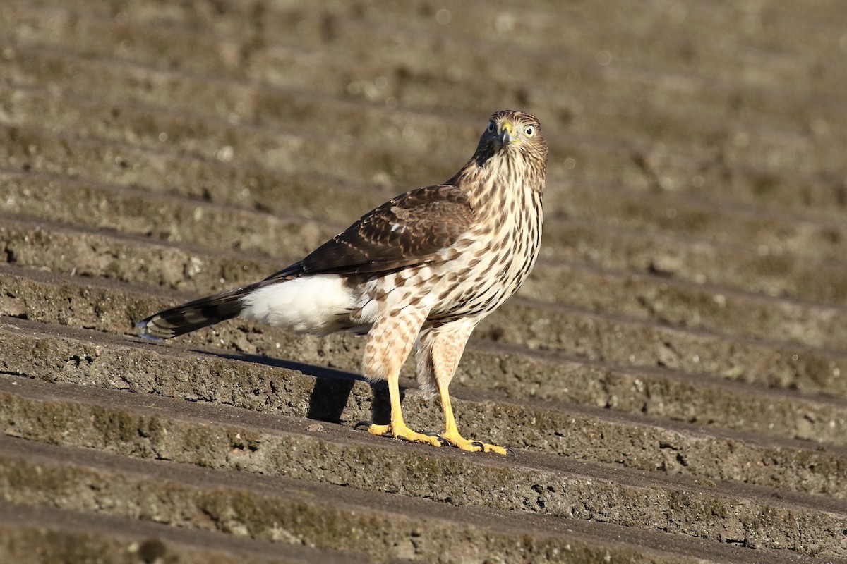 Cooper's Hawk - Russ Morgan