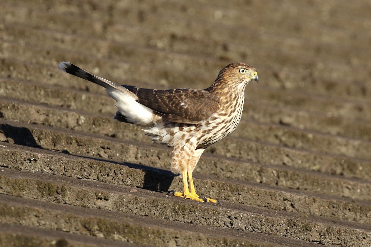 Cooper's Hawk - ML118522401