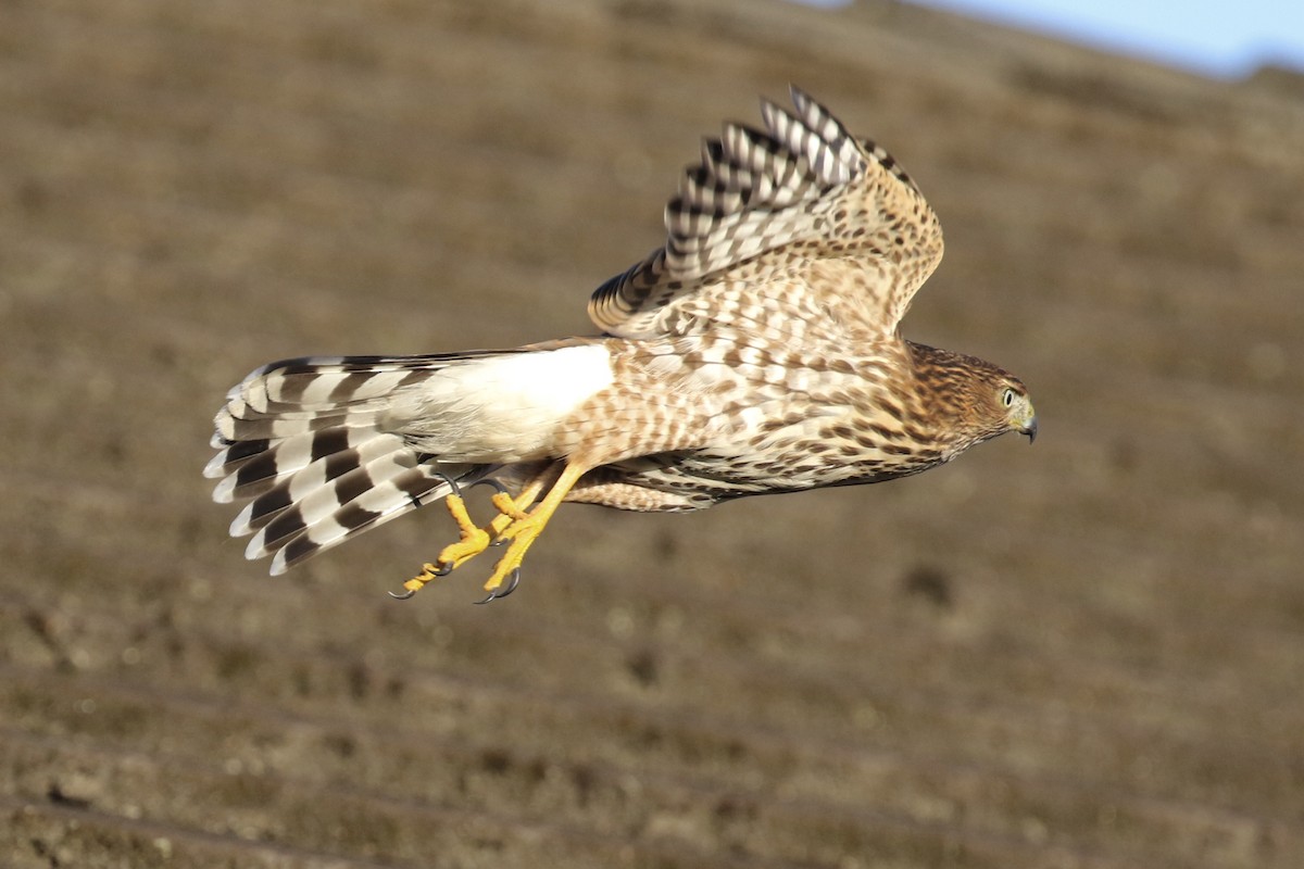 Cooper's Hawk - Russ Morgan