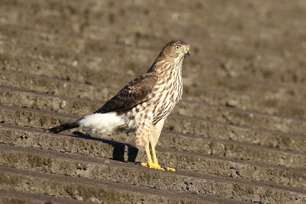 Cooper's Hawk - ML118522431