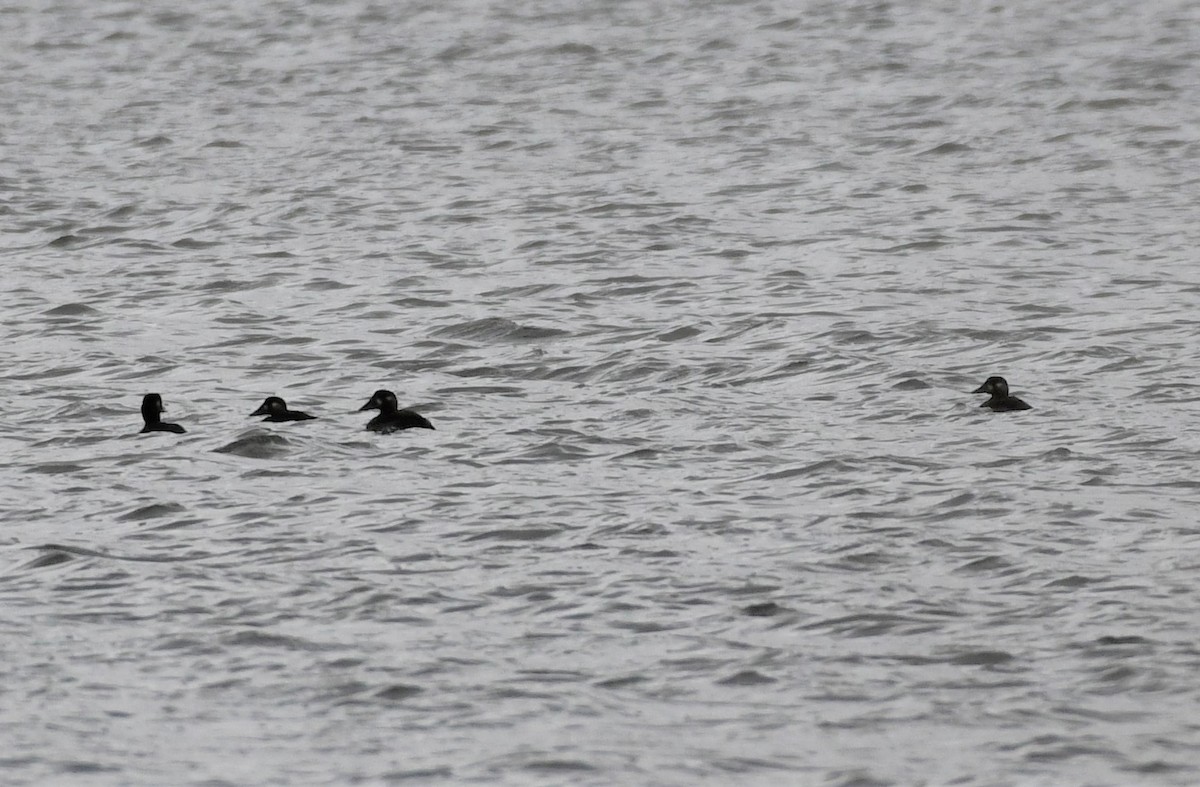 Surf Scoter - ML118524121