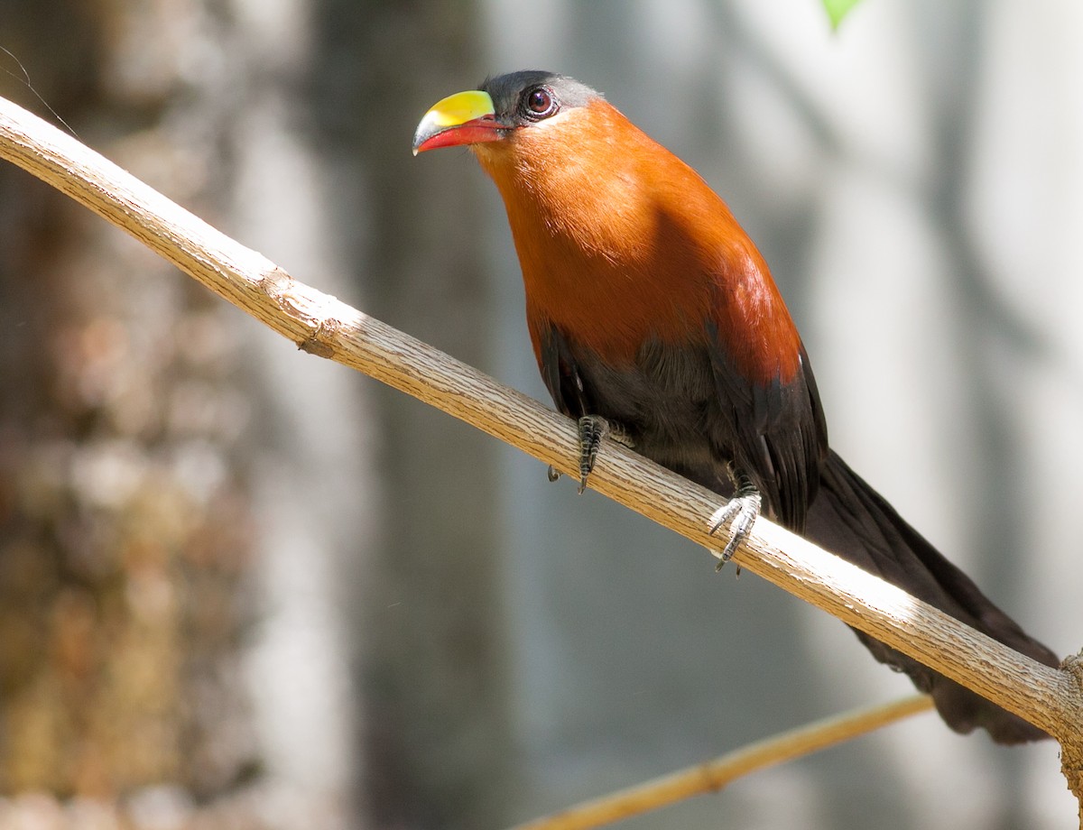 Yellow-billed Malkoha - Wilbur Goh